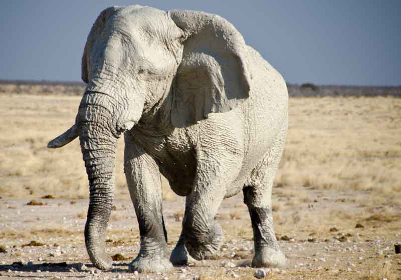 70 - Namibia - elefantes en el barro - parque nacional de Etosha